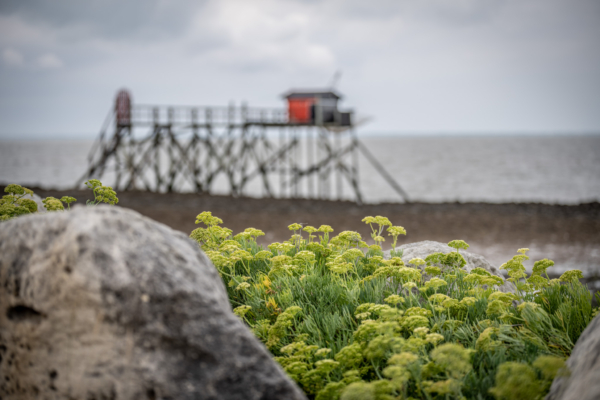 Vacances Charente-009